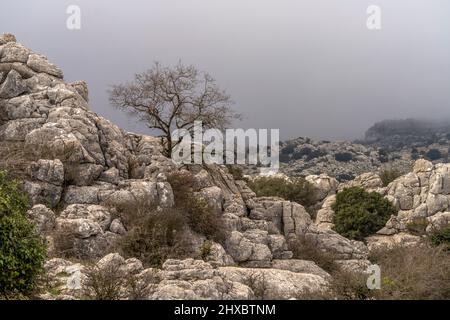 Die außergewöhnlichen Karstformationen im Naturschutzgebiet El Torcal BEI Antequera, Andalusien, Espagnol | impressionnant paysage karstique de l'El Tor Banque D'Images