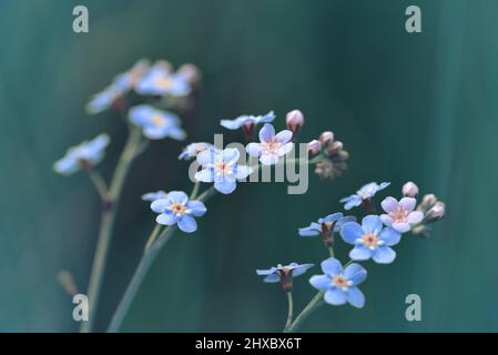 Fleur Forget-me-not ( Myosotis sylvatica ) près de la prairie. Plante à fleurs bleu printemps. Banque D'Images