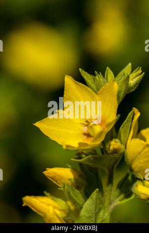 Lysimachia punctata. Fleurs de Loosestrife jaune en été. Jardinage au Royaume-Uni. Banque D'Images