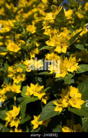 Lysimachia punctata. Fleurs de Loosestrife jaune en été. Jardinage au Royaume-Uni. Banque D'Images