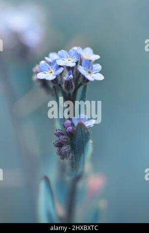 Oubliez-moi pas de fleur ( Myosotis arvensis ) près de la prairie. Plante à fleurs bleu printemps. Banque D'Images
