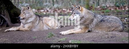 Loups européens dans l'enceinte du zoo Banque D'Images