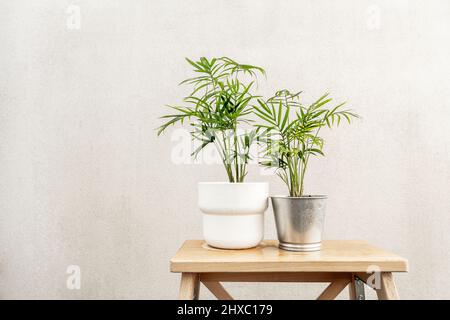 Petits palmiers décoratifs intérieurs avec différents pots sur un tabouret en bois brut Banque D'Images