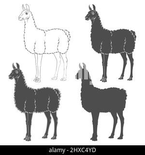 Jeu d'illustrations en noir et blanc avec lama, alpaga. Objets vectoriels isolés sur fond blanc. Illustration de Vecteur