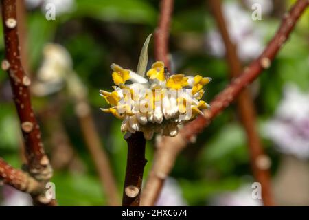 Edgeworthia chrysantha 'Grandiflora' plante arbustive à fleur de printemps d'hiver avec une fleur de printemps jaune communément connue sous le nom de buisson de papier, photo de stock i Banque D'Images