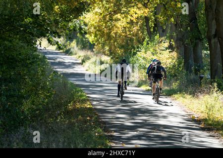 Bikeway avec chênes près du domaine d'État de Beberbeck, Hofgeismar, quartier de Kassel, Hesse, Allemagne Banque D'Images
