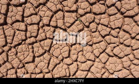 Étés secs et chauds, sol craqué, sol sur terrain avec quelques petites plantes vertes. Texture de la terre pendant la sécheresse. Vue du dessus. Banque D'Images