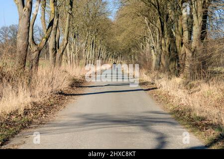 Bikeway avec chênes près du domaine d'État de Beberbeck, Hofgeismar, quartier de Kassel, Hesse, Allemagne Banque D'Images
