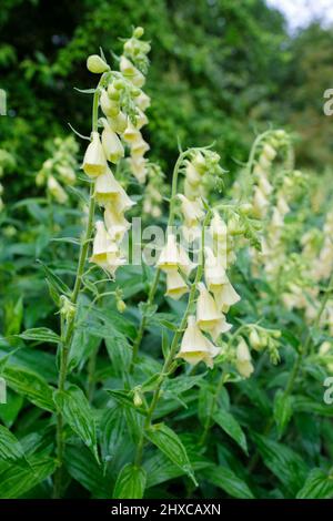 Digitalis ciliata, foxgant poilu. Flèches de fleurs de crème en forme de cloche Banque D'Images