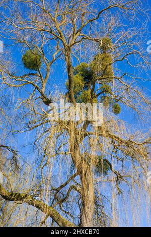 Babylone saule avec des mistletoes, printemps, domaine d'État Beberbeck, Hofgeismar, quartier de Kassel, Hesse, Allemagne Banque D'Images