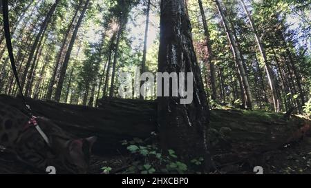 Un chat dans un parc de la ville. Wildcat Bengale marcher sur la forêt dans le col. Chat de jungle asiatique ou un marais ou Reed. Chat-léopard domestiqué de se cacher, de chasse et de p Banque D'Images