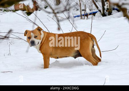 magnifique chien d'amstaff dans la forêt d'hiver. Mode de vie actif, randonnée et trekking avec les animaux en saison froide, emportant des chiens sur de longues promenades. Banque D'Images