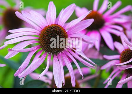 Photo macro de l'échinacée purpurea aussi connue sous le nom de conefère pourpre de l'est, conefère pourpre, conefère de hérisson, ou échinacée Banque D'Images