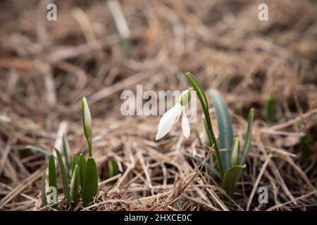 Premier printemps fleurs, naturel gros plan photo en plein air Galanthus nivalis, la goutte de neige ou commune Banque D'Images