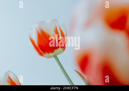 Création d'un faible angle de fleurs de tulipe rouges et blanches délicates sur fond blanc Banque D'Images