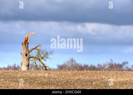 Un arbre solitaire endommagé pendant les tempêtes hivernales se trouve sur le bord d'un champ du Hampshire Banque D'Images