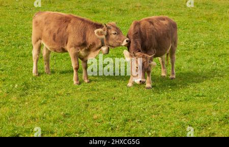 Deux jeunes vaches dans un pâturage jouant l'une avec l'autre Banque D'Images