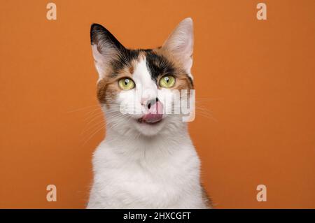 faim mehrfarbige tricolore chat licking lèvres en attente de nourriture regardant l'appareil photo sur fond orange avec l'espace de copie Banque D'Images