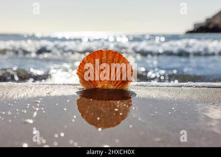 Pétoncle sur la plage avec la mer en arrière-plan Banque D'Images