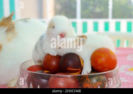 Les petits lapins s'embrassant dans le bol rempli d'œufs de Pâques Banque D'Images