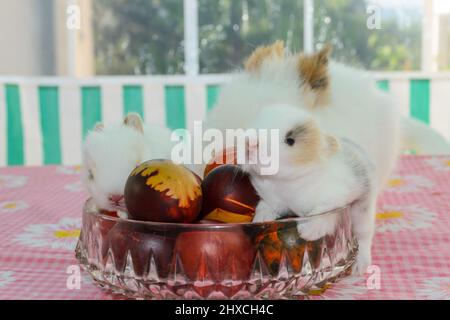 Petits lapins mignons dans le bol avec œufs de pâques Banque D'Images