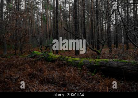 Forêt mixte en hiver en Allemagne, un grand arbre recouvert de mousse morte se trouve entre des plantes mortes isolées Banque D'Images