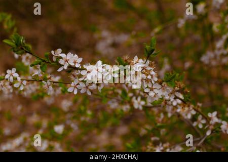 Branche unique d'un prunier au printemps avec fleurs ouvertes, faible profondeur de champ, beau bokeh doux Banque D'Images