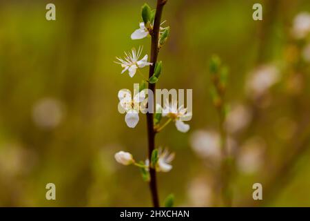 Simple branche mince d'un prunier au printemps avec des fleurs ouvertes, faible profondeur de champ, magnifique bokeh flou Banque D'Images