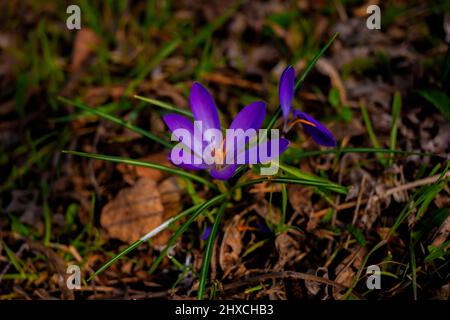 Crocus violet fleuri au printemps sur un pré Banque D'Images