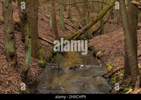 Petite rivière étroite en hiver dans une forêt à feuilles caduques Banque D'Images