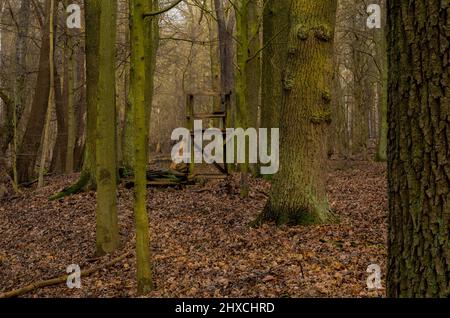 Petit siège haut pour les chasseurs dans une forêt en hiver Banque D'Images