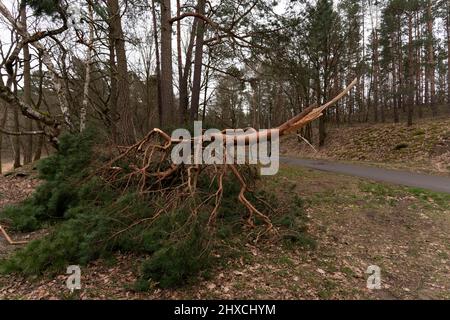 Dommages causés par une tempête, grande branche cassée d'un pin après une tempête Banque D'Images