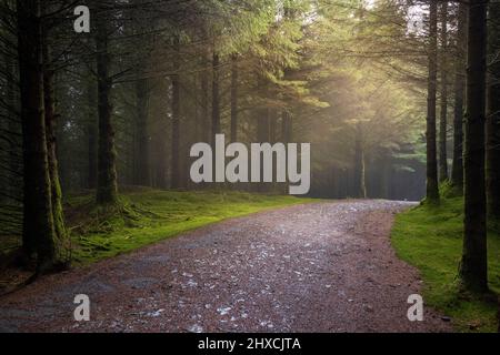 Un sentier brumeux et ensoleillé à travers la forêt de Whinlatter en hiver, Lake District, Angleterre Banque D'Images