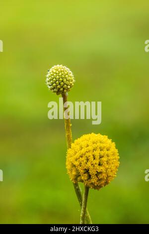 Craspedia globosa 'Golf Beauty'(Billy Buttons)Fleur, Drumstick Banque D'Images