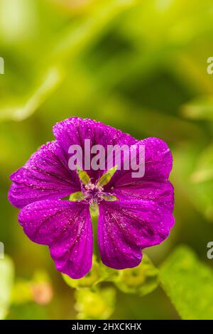 Le hollyhock commun, aussi le malow de hollyhock, la rose de peuplier de jardin, la rose paysanne ou le jardin hollyhock, fleur, dewdrops Banque D'Images