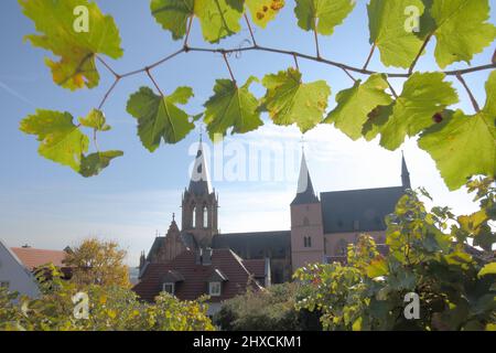 Katharinenkirche avec vigne à Oppenheim, Rhénanie-Palatinat, Allemagne Banque D'Images