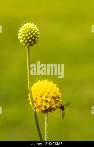 Craspedia Beauty' (Billy Buttons) fleur, pilon Banque D'Images