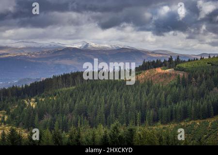 Helvellyn et High Seat enneigés de la forêt de Whinlatter, Lake District, Angleterre Banque D'Images