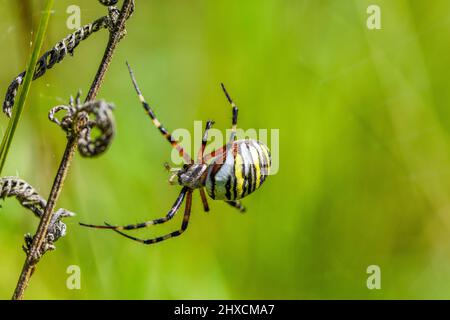 Argiope bruennichi, araignée de guêpe, Araneoidée, véritable araignée de toile Banque D'Images