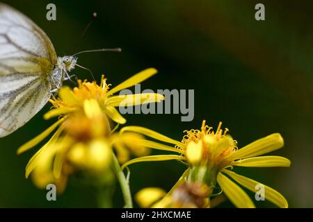 Pieris brassicae, gros chou blanc, papillon Banque D'Images