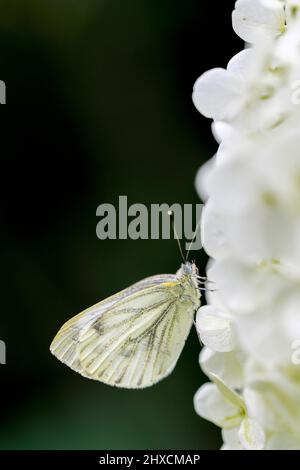 Pieris rapae, petit papillon blanc de chou, hortensia arborescens Banque D'Images