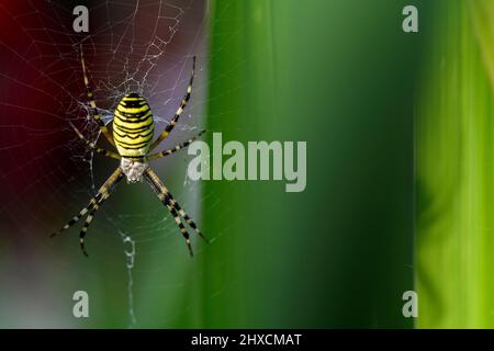 Argiope bruennichi, araignée de guêpe, Araneoidée, véritable araignée de toile Banque D'Images