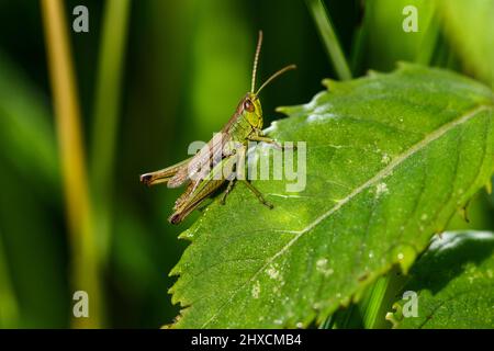 Locusta migratoria, acridienne migratrice européenne, Orthoptera, sauterelle Banque D'Images