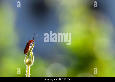 Rhagonycha fulva, coléoptère de soldat rouge commun, Cantharidae, coléoptère à corps mou Banque D'Images