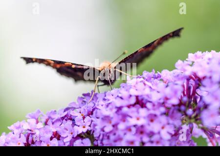 Aglais urticaire, petit renard, papillon, Nymphalidae, papillon noble Banque D'Images