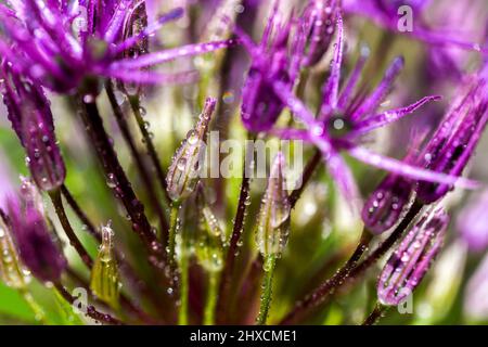 Allium, Allium giganteum, Amaryllidaceae, famille Amaryllis Banque D'Images