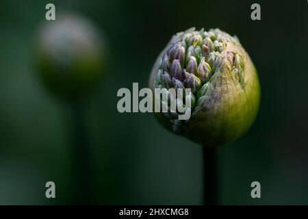 Allium, Allium giganteum, Amaryllidaceae, famille Amaryllis Banque D'Images