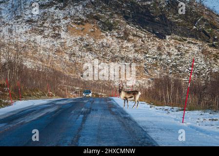 Traversez le magnifique parc national d'Anderdalen (Anderdalen nasjonalpark), établi en 1970 pour préserver et protéger le paysage côtier pratiquement intact de l'île avec ses forêts de pins et de bouleau, ses montagnes, ses fjords, sa faune et son patrimoine culturel, son renne au bord de la route, Banque D'Images