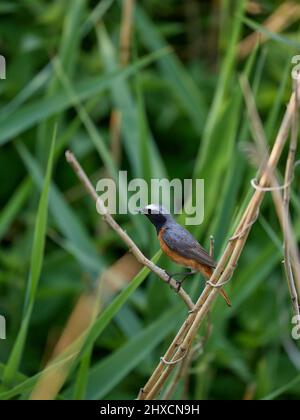 Europe, Allemagne, Basse-Saxe, Otterndorf. Redstart mâle (Phoenicurus phoenicurus) près du nid. Banque D'Images