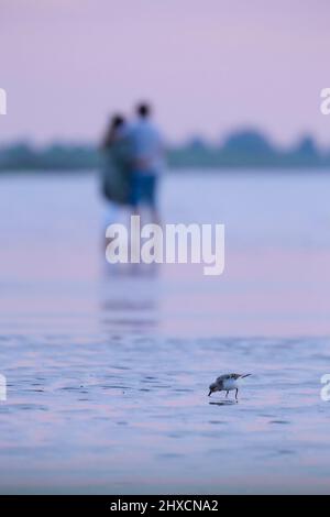 Europe, Allemagne, Basse-Saxe, Otterndorf. Sanderling (Calidris alba) sur les vasières. Banque D'Images